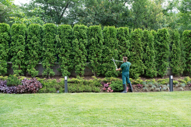 Best Tree Trimming and Pruning  in Pepperdine University, CA