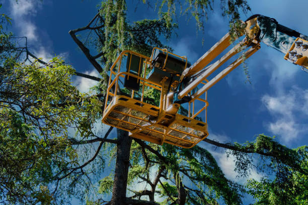 Trusted Pepperdine University, CA Tree Services Experts