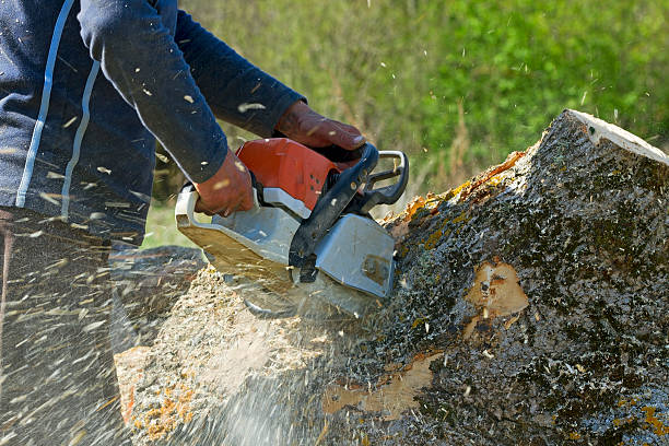 Best Seasonal Cleanup (Spring/Fall)  in Pepperdine University, CA