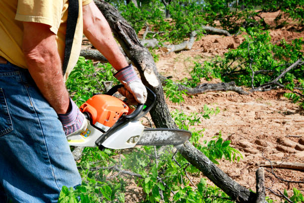 Best Tree Mulching  in Pepperdine University, CA